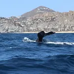 Baja Endless Summer