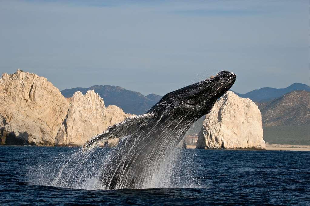 Park Hyatt Cabos At Cabo Del Sol Hotel