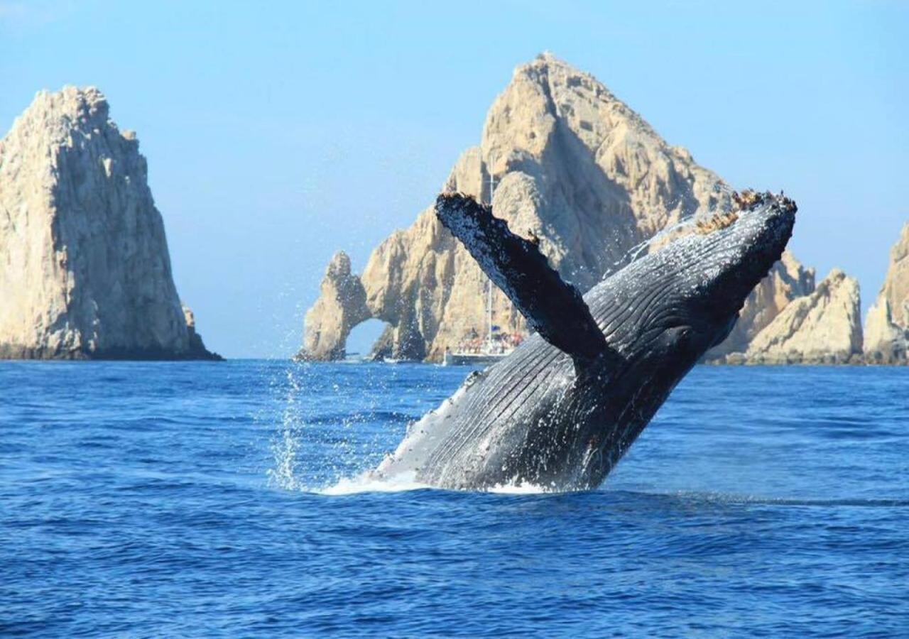 Location In Medano -marina Sol Lrg 2 Bed Steps To Beach, Downtown & Marina Cabo San Lucas